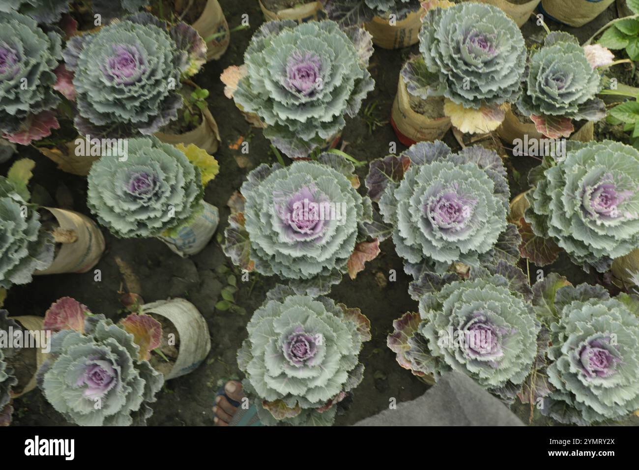 Chou de brassica ornemental aux feuilles pourpres vertes. Feuilles colorées de chou ornemental. Banque D'Images