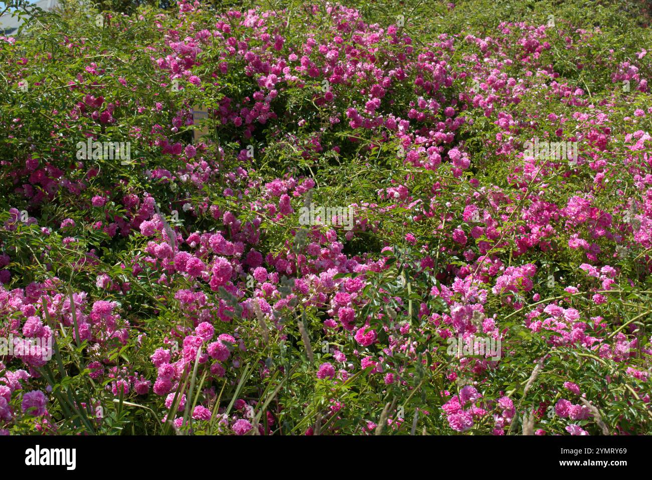 Rosiers sauvages (Rosa rugosa) et graminées poussant sur le bord de la route Banque D'Images