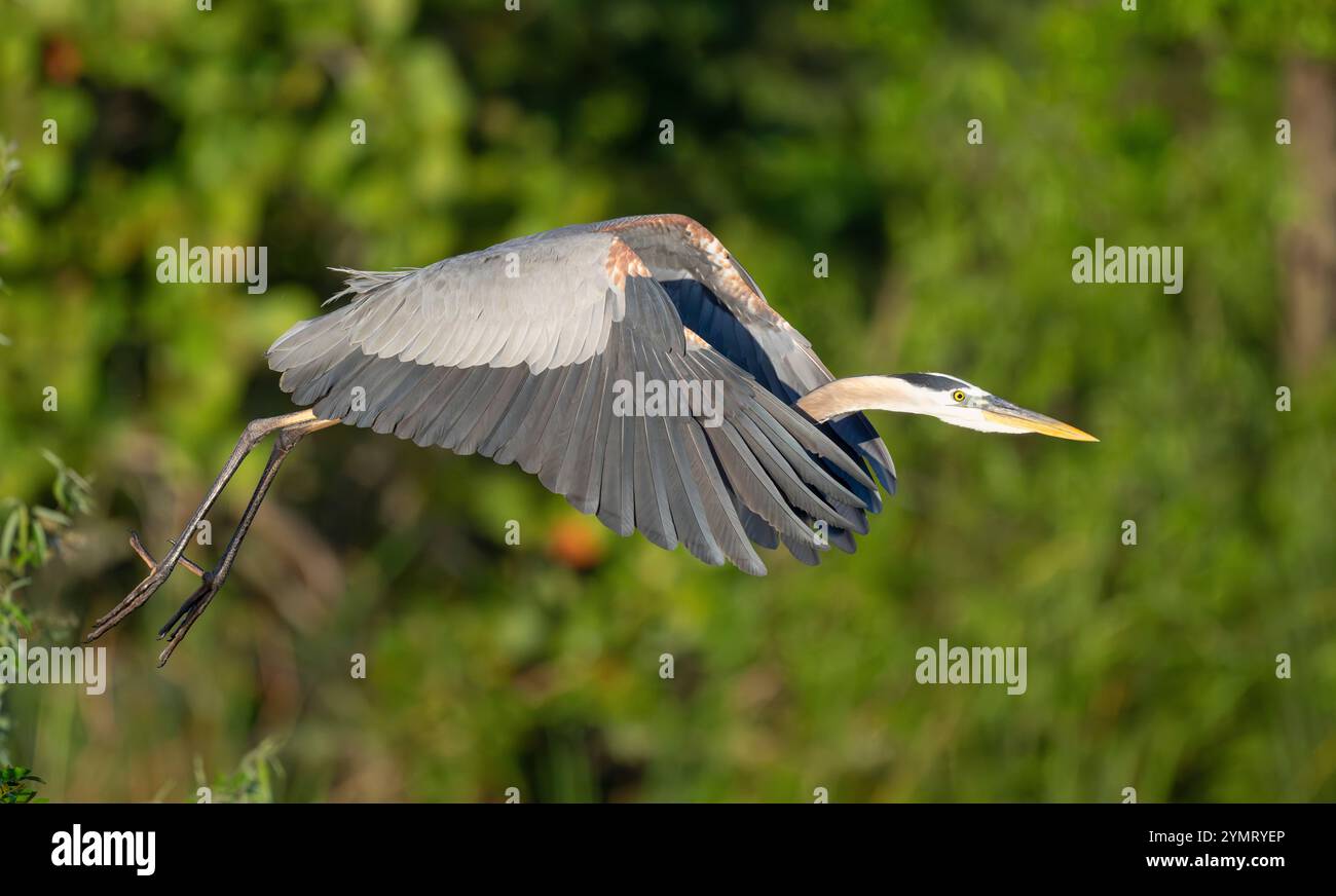 Grand Héron bleu (Ardea herodias). Marche à l'Audubon Venice Rookery, Floride. Banque D'Images Grand Héron bleu (Ardea herodias). Marche à l'Audubon Venice Rookery, Floride. Banque D'Images