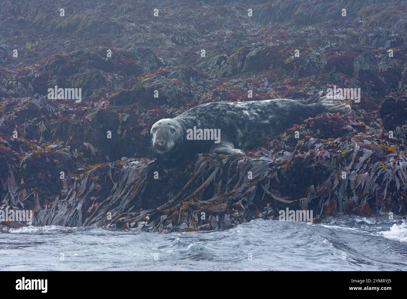 Phoque gris (Halichoerus grypus) près de l'île Machias Seal au large de la côte du Maine. Banque D'Images