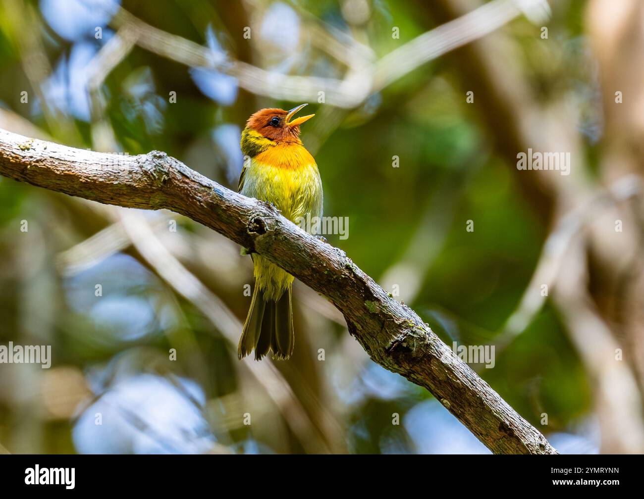 Un tanager à tête rufous (Hemithraupis ruficapilla) chantant sur une branche. Espírito Santo, Brésil. Banque D'Images