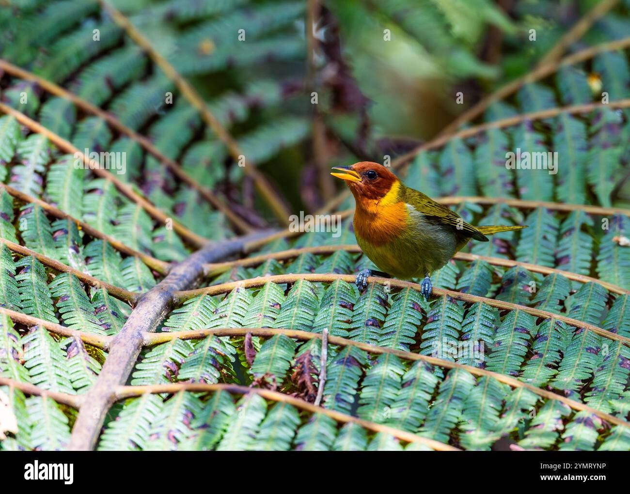 Un tanager à tête rufous (Hemithraupis ruficapilla) chantant sur une branche. Espírito Santo, Brésil. Banque D'Images