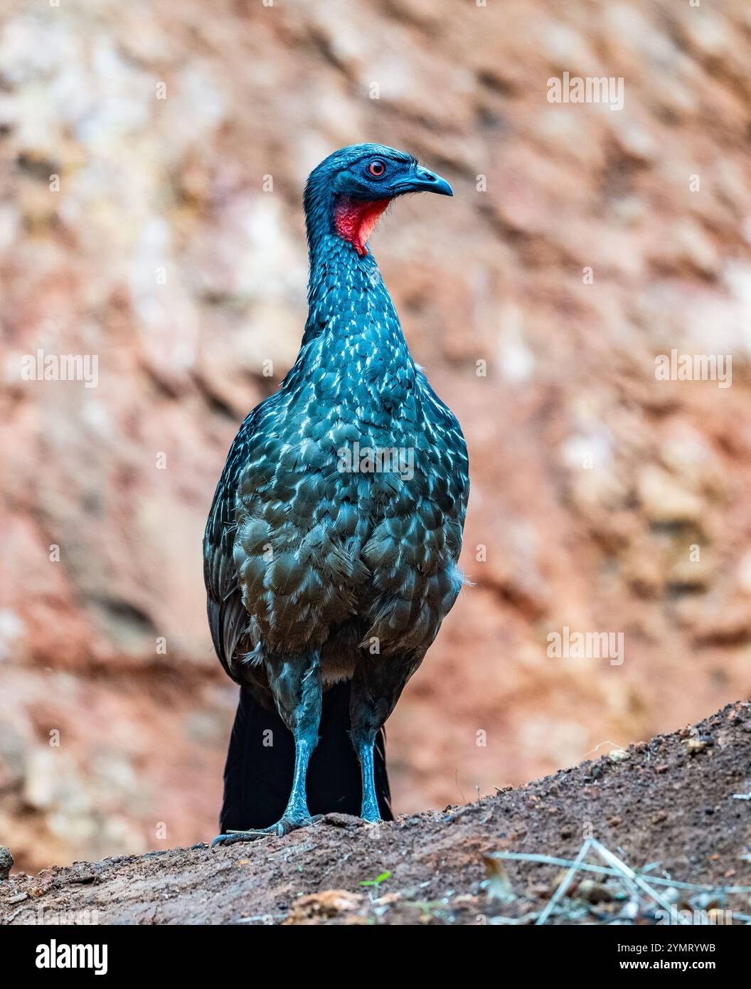 Un Guan à pattes sombres (Penelope obscura) dans la nature. Espírito Santo, Brésil. Banque D'Images