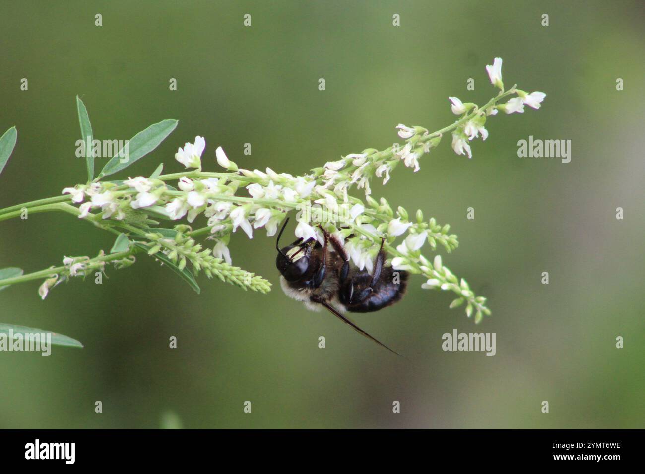 Common Eastern Bumble Bee (Bombus impatiens) à Moraine Hills & McHenry Dam Illinois State Park Banque D'Images