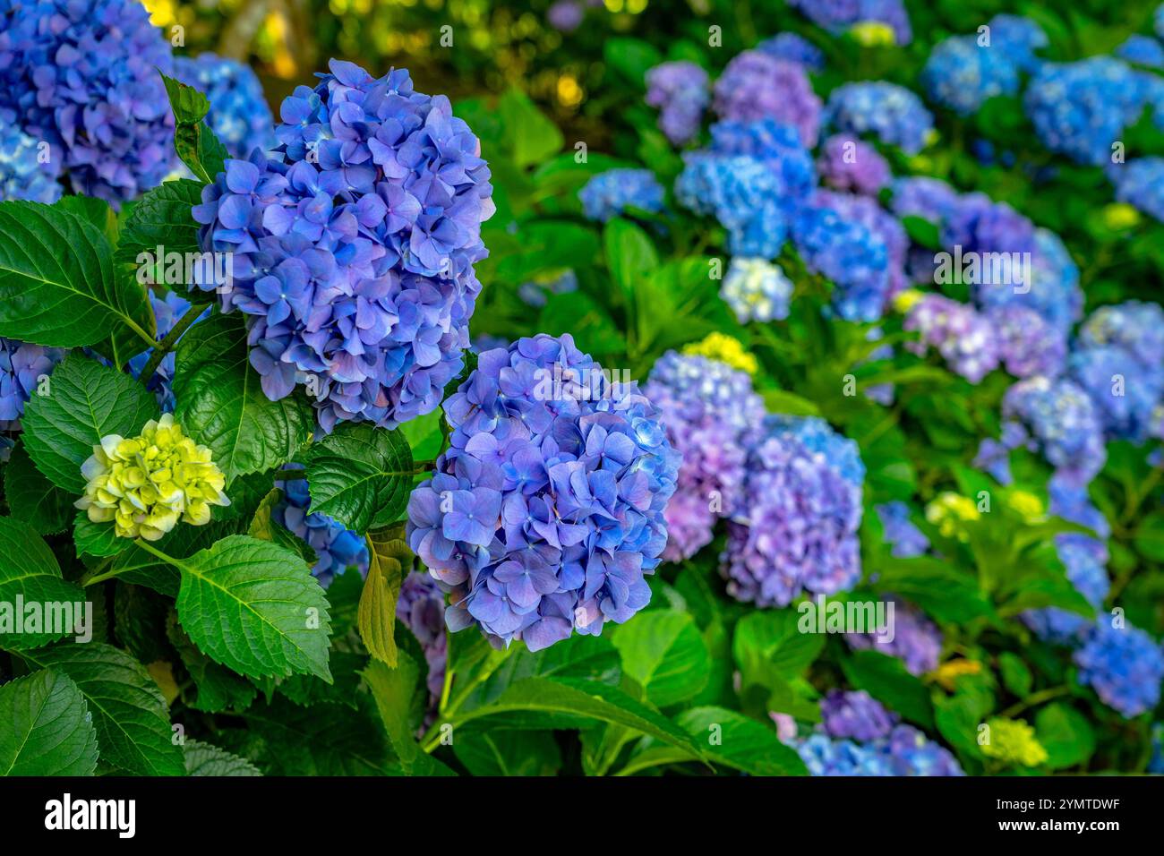 Belle fleur bleue Hydrangea Macrophylla Adria Banque D'Images