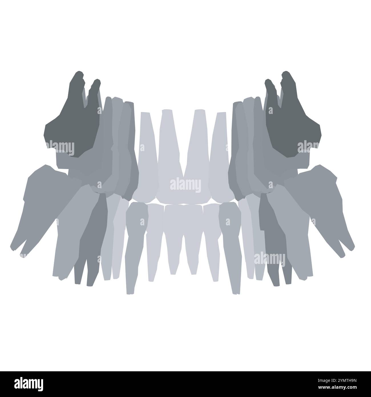 Types de silhouette dentaire. Diverses dents humaines avec racines, molaires, prémolaires, canines. Illustration vectorielle. Illustration de Vecteur