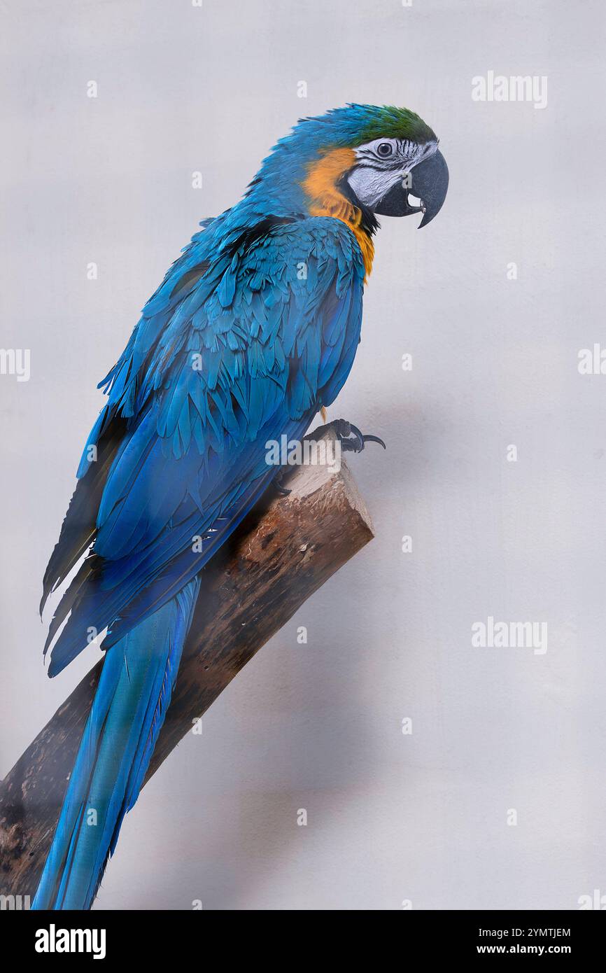 Ara macaw coloré bleu sur une branche (Ara ararauna) Banque D'Images