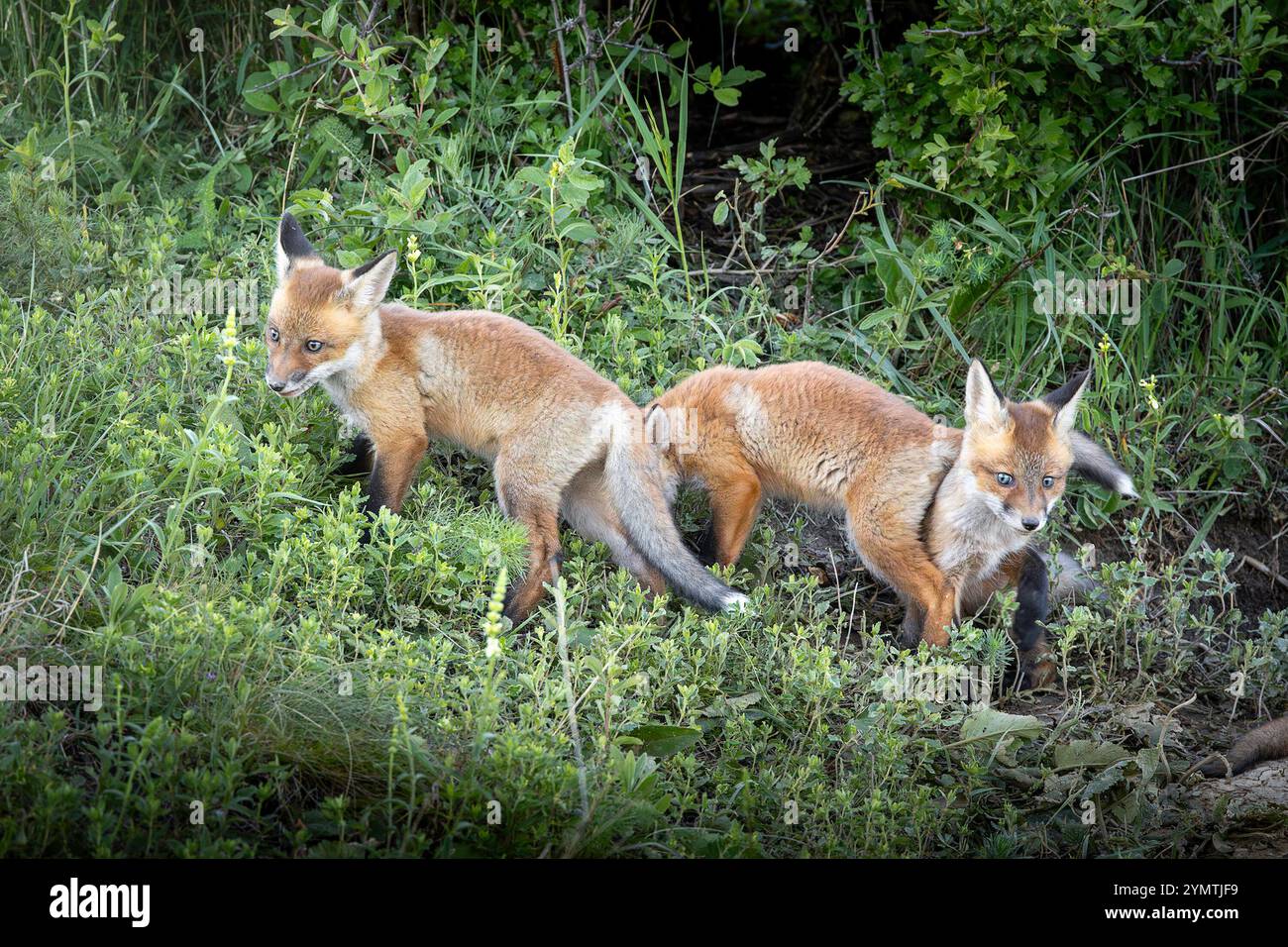 Deux oursons de renard roux dans la nature (Vulpes vulpes) Banque D'Images