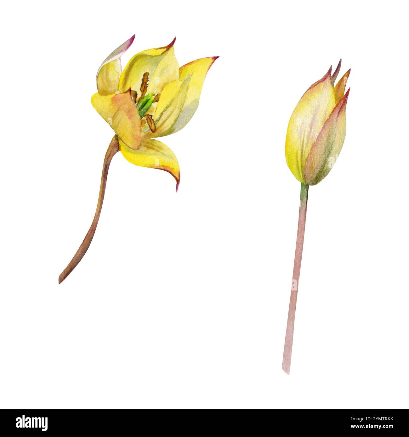 Fleur de bulbe printanier, rouge et jaune tulipe crocus safran avec tige, illustration botanique dessinée à la main à l'aquarelle, isolé sur blanc. Élément unique Banque D'Images