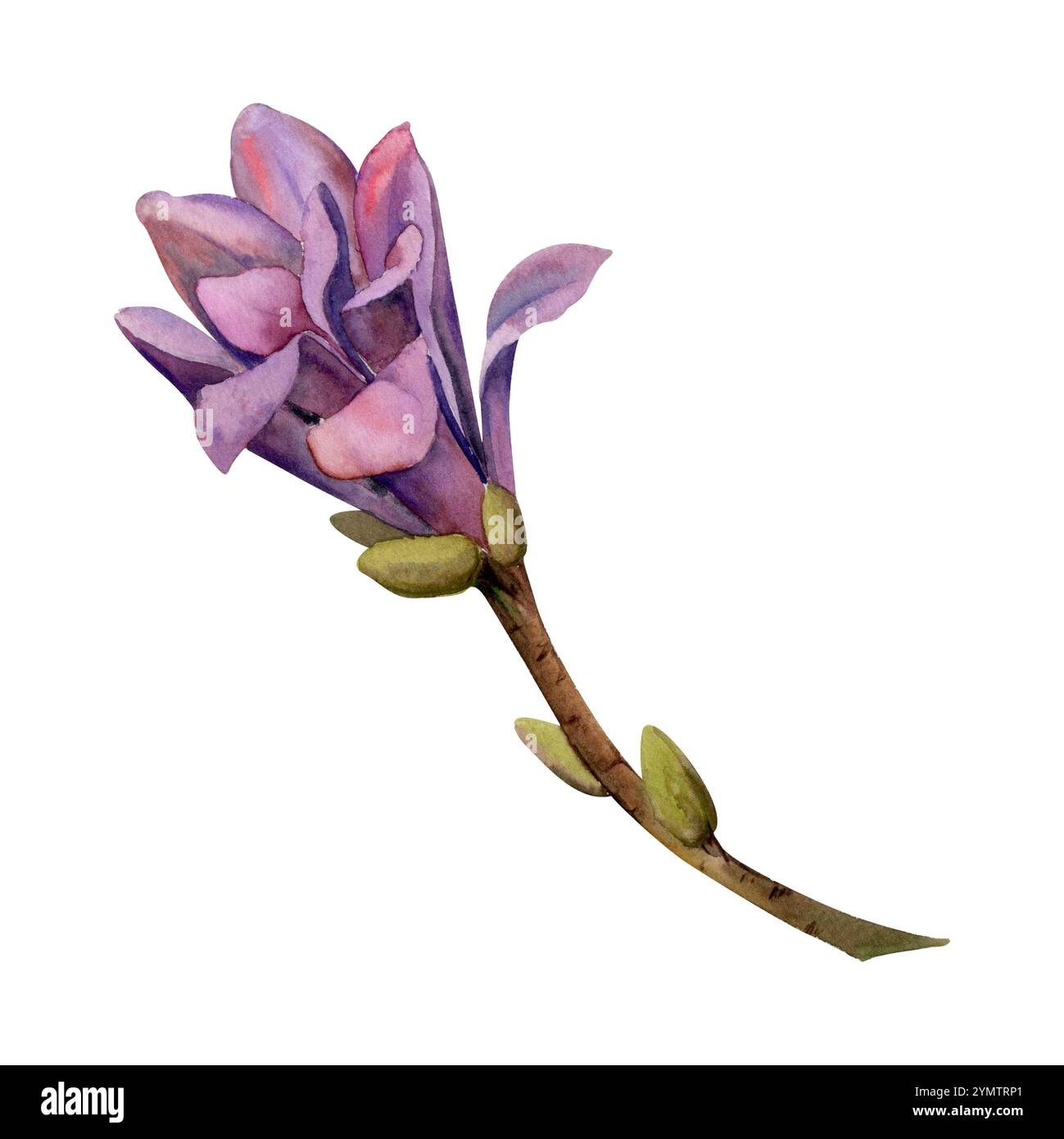 Fleur de magnolia printanier, bourgeons de buisson d'arbre de camélia mauve sur la branche, illustration botanique isolée exotique dessinée à la main à l'aquarelle. Objet à élément unique Banque D'Images