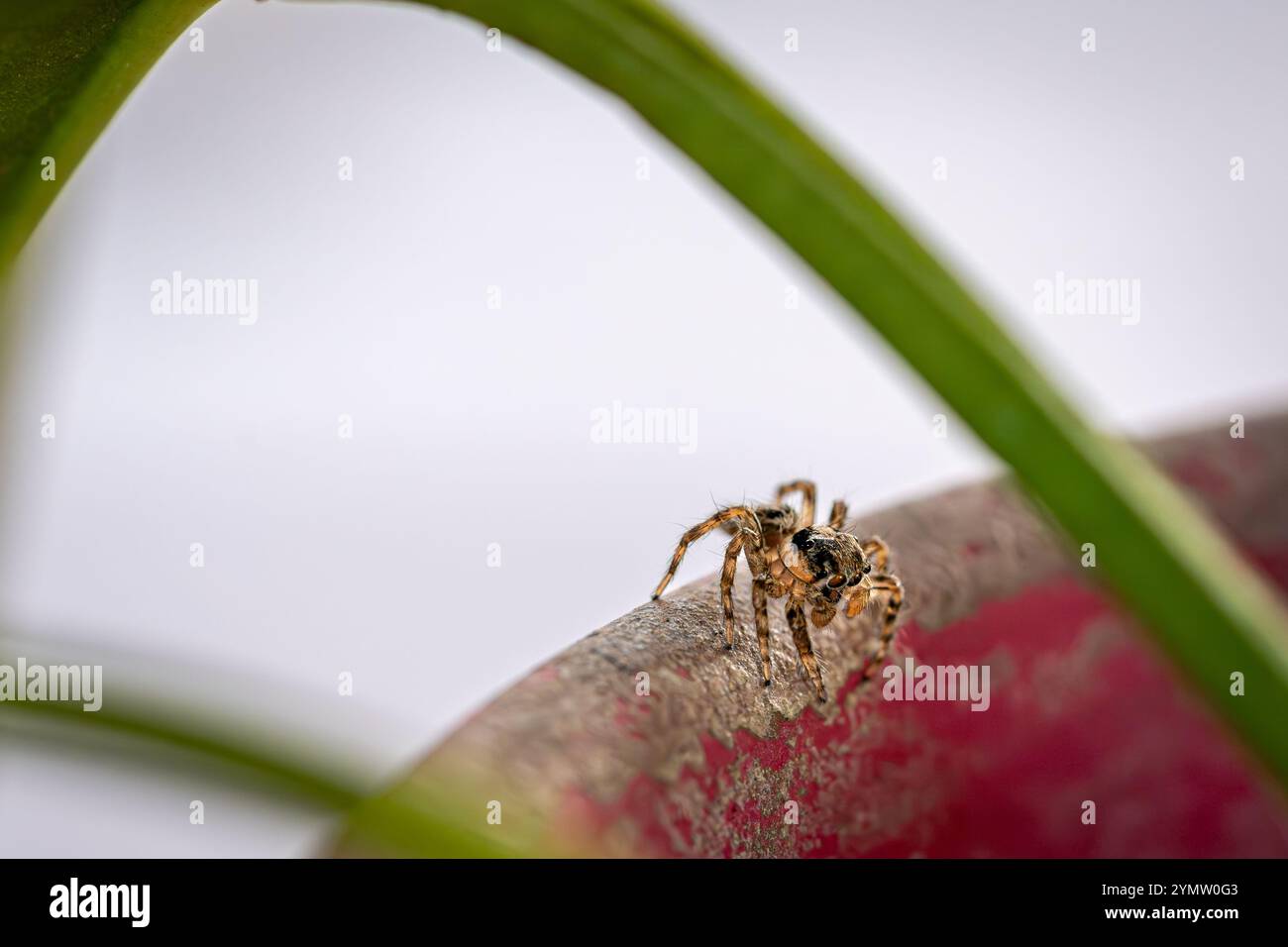 Une araignée sauteuse curieuse Banque D'Images