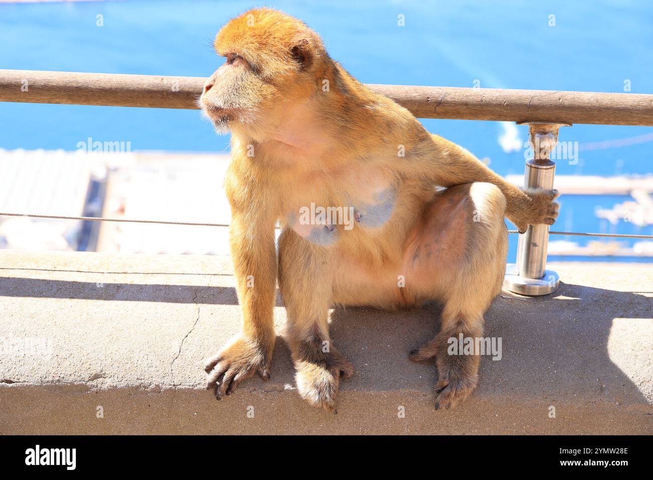 Macaque barbare en gros plan sur le Rocher de Gibraltar, Grande-Bretagne Banque D'Images