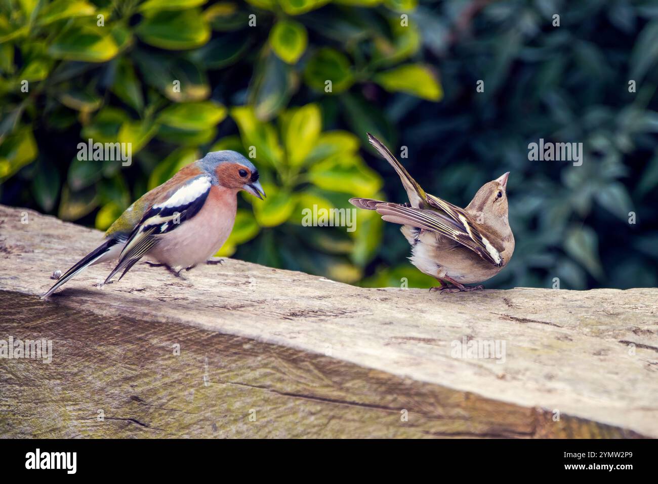 Gros plan de deux oiseaux colorés perchés sur une surface en bois, entourés d'un feuillage vert éclatant. Banque D'Images