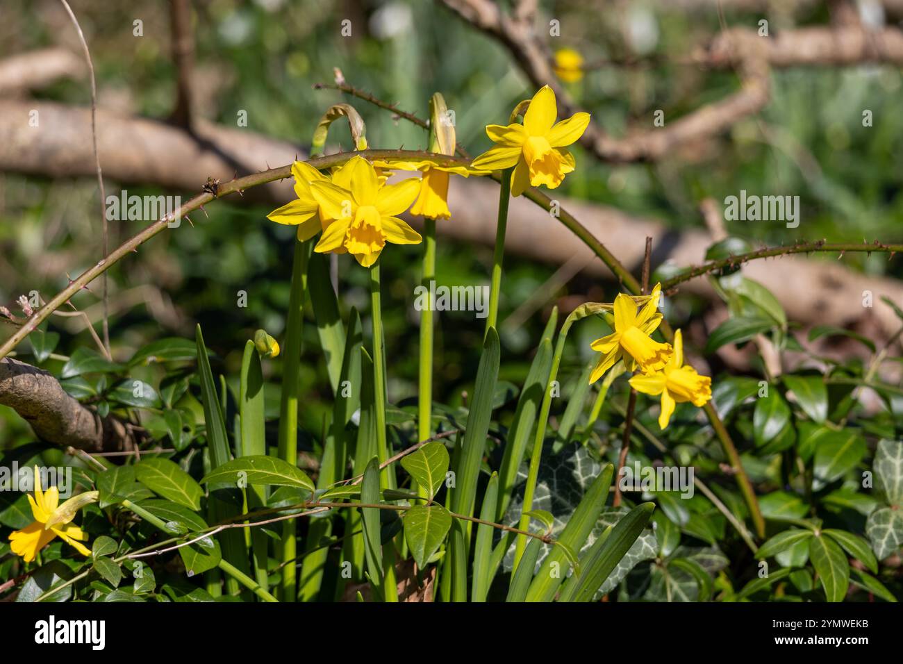 Belles jonquilles jaunes au printemps Banque D'Images