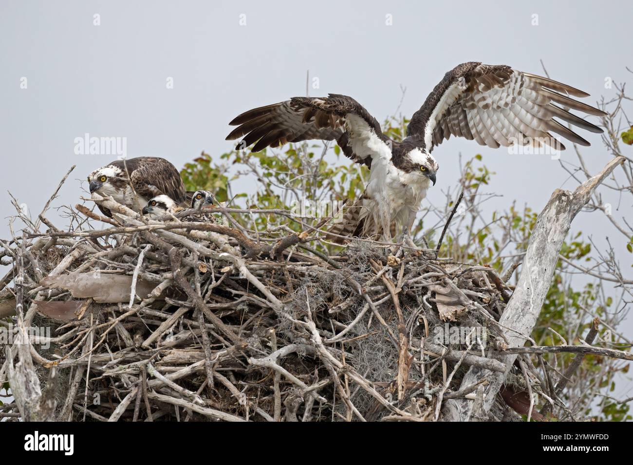 Nid d'Osprey (Pandion haliaetus). Mars dans le parc national de Myakka River, Floride. Banque D'Images