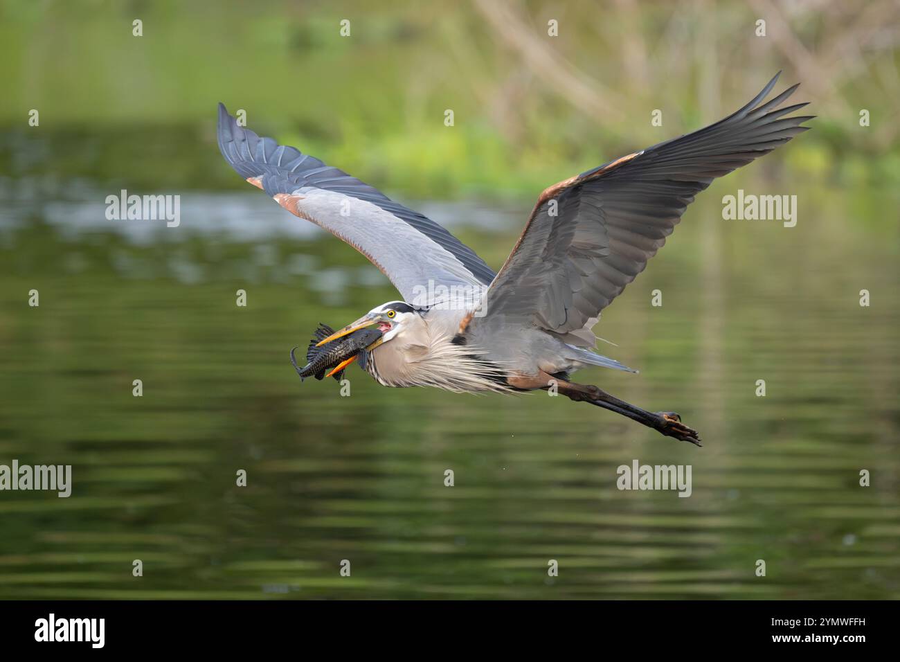 Un Grand Héron bleu (Ardea herodias) avec poisson-chat blindé. Mars dans le parc national de Myakka River, Floride. Banque D'Images Un Grand Héron bleu (Ardea herodias) avec poisson-chat blindé. Mars dans le parc national de Myakka River, Floride. Banque D'Images