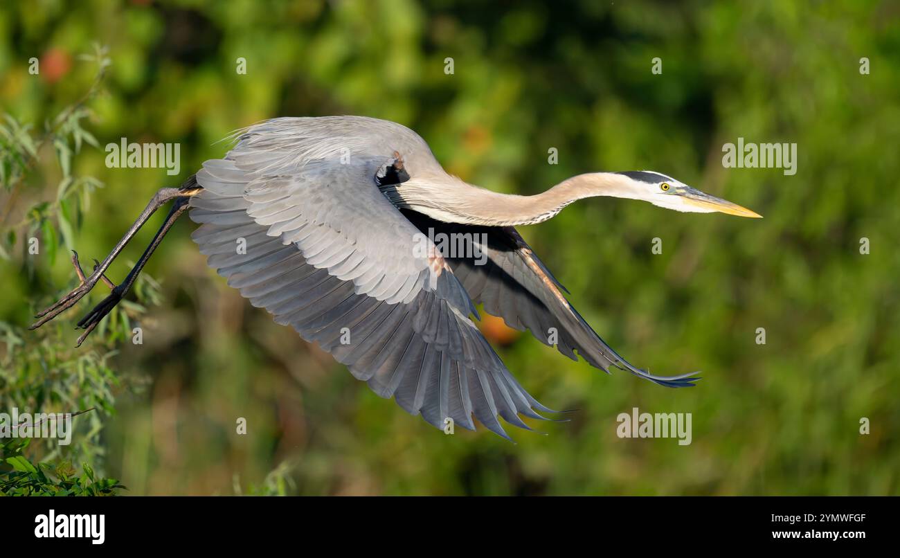 Grand Héron bleu (Ardea herodias). Marche à l'Audubon Venice Rookery, Floride. Banque D'Images Grand Héron bleu (Ardea herodias). Marche à l'Audubon Venice Rookery, Floride. Banque D'Images