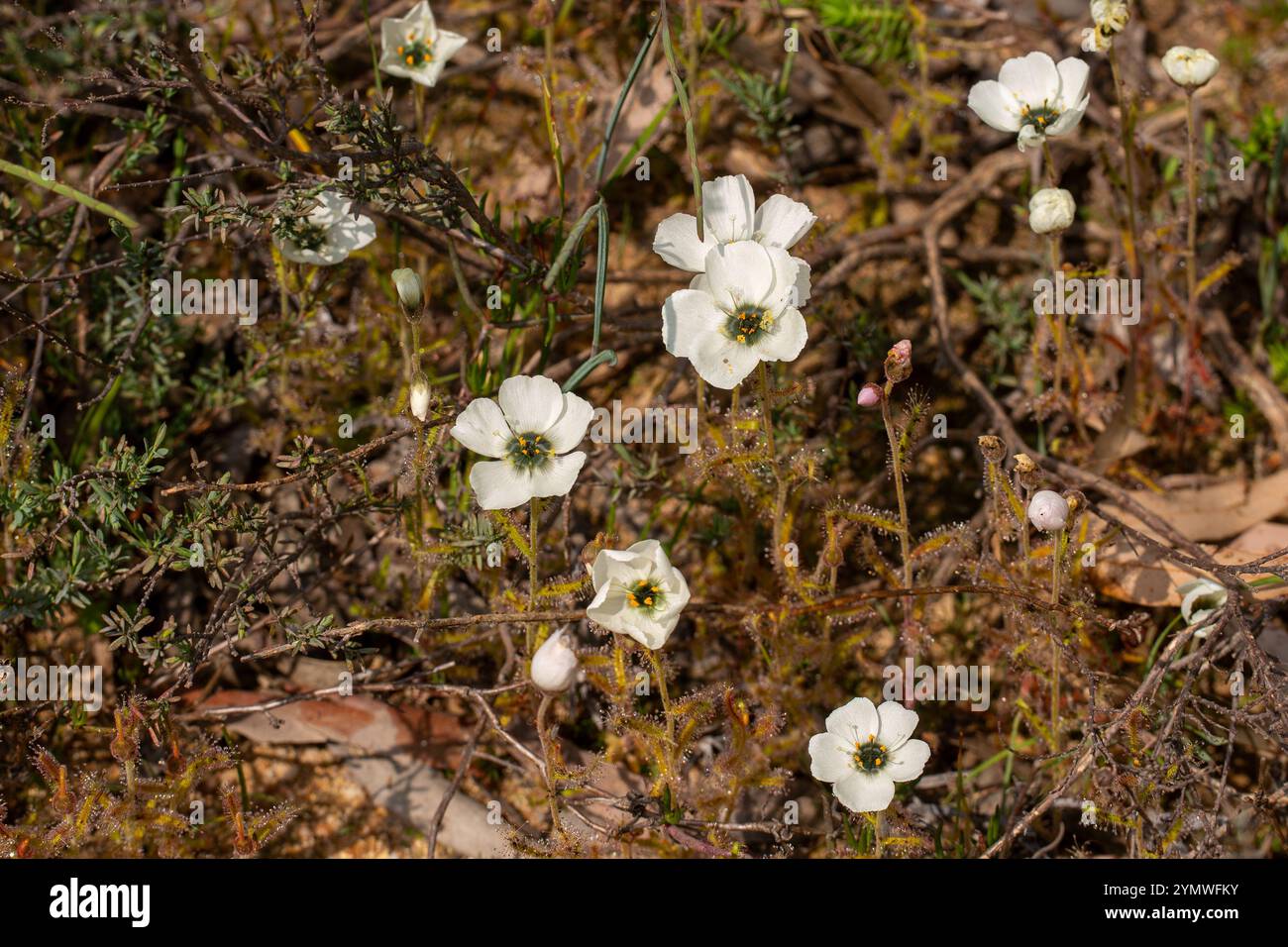 Plantes carnivores : groupe de fleurs blanches D. cistiflora dans l'habitat naturel Banque D'Images