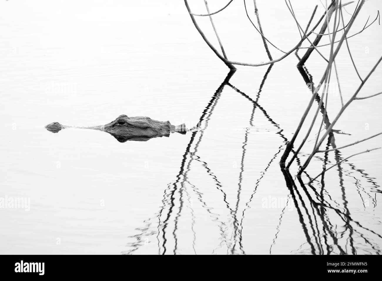 Alligator américain (A. mississippiensis). Mars dans le parc national de Myakka River, Floride. Banque D'Images
