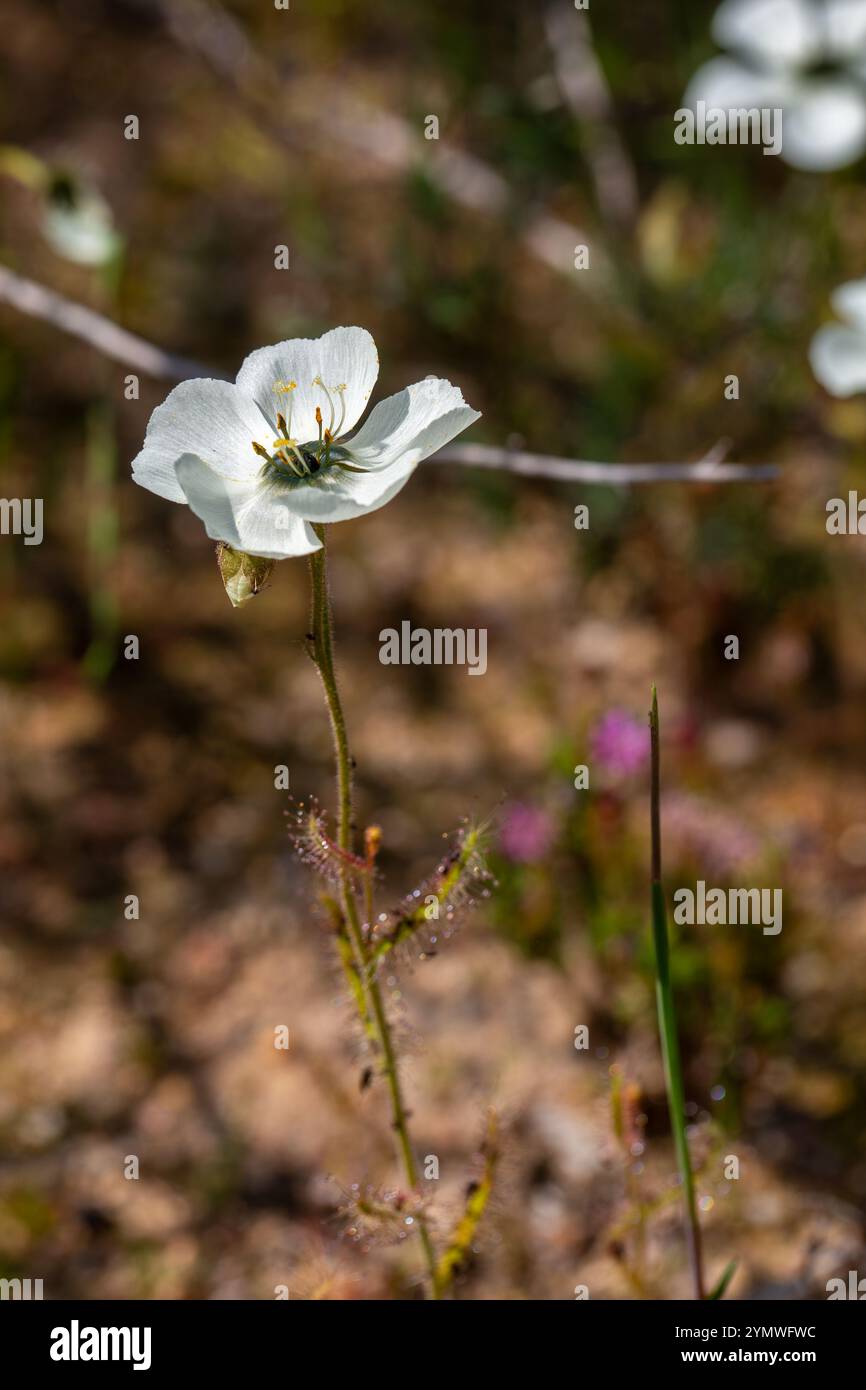 Plantes carnivores : floraison blanche D. cistiflora dans l'habitat naturel Banque D'Images