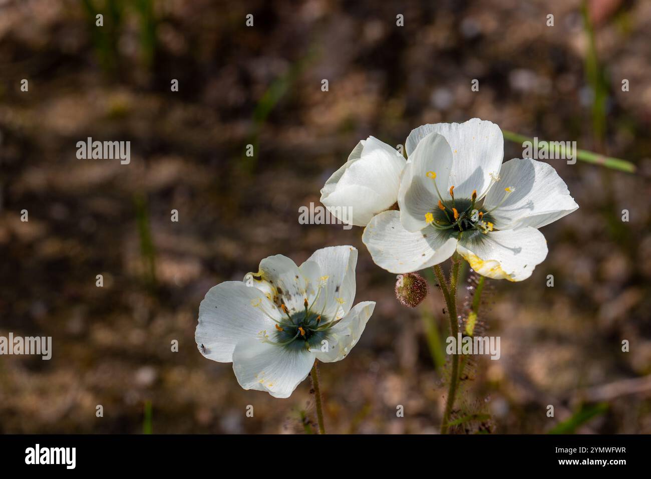 Deux fleurs blanches de Drosera cistiflora prises dans l'habitat naturel, vue de face, copypace Banque D'Images