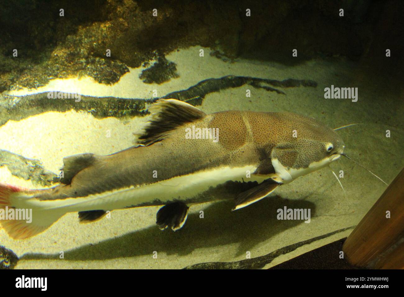 Pimelodidae poisson-chat dans l'aquarium de l'eau vue d'en haut du côté. Garder le poisson dans un aquarium. Banque D'Images