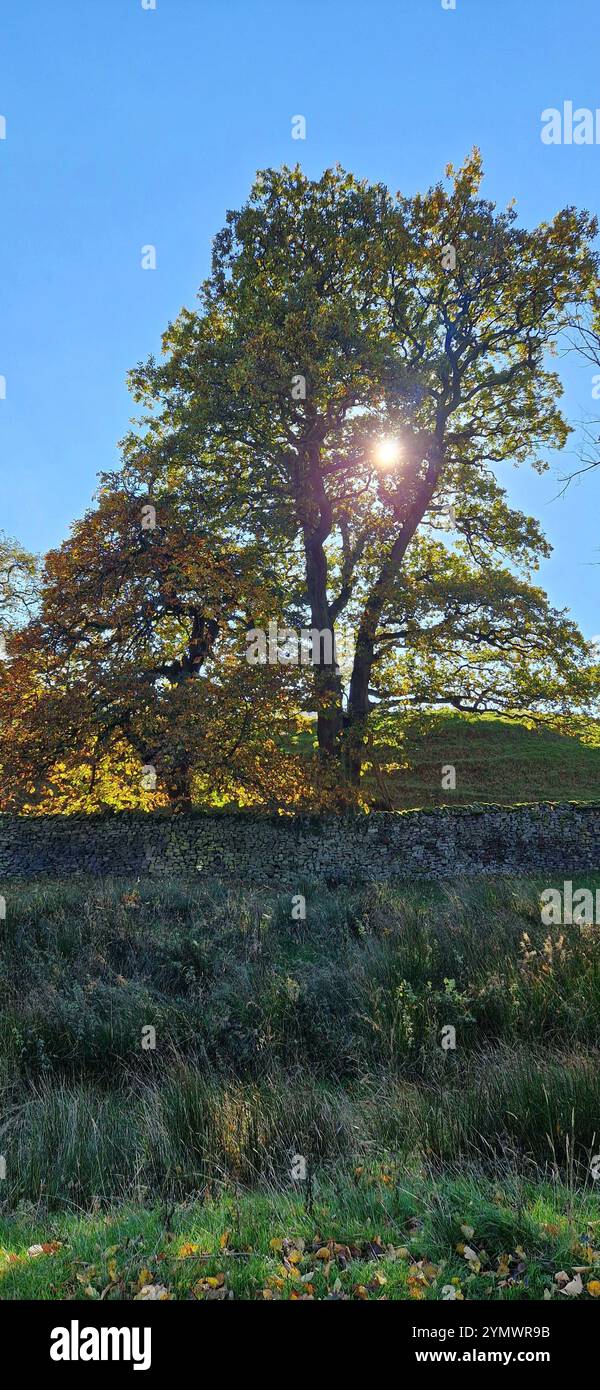Scène automnale - arbre ensoleillé dans la campagne du Derbyshire Banque D'Images