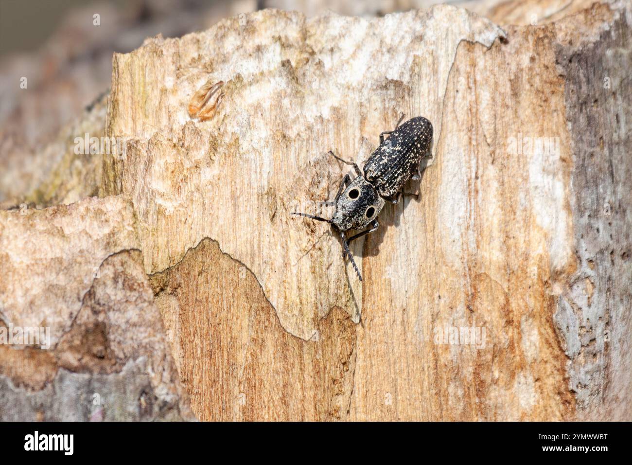 Un coléoptère du clic aux yeux orientaux glisse le long d'une souche de bois. Banque D'Images