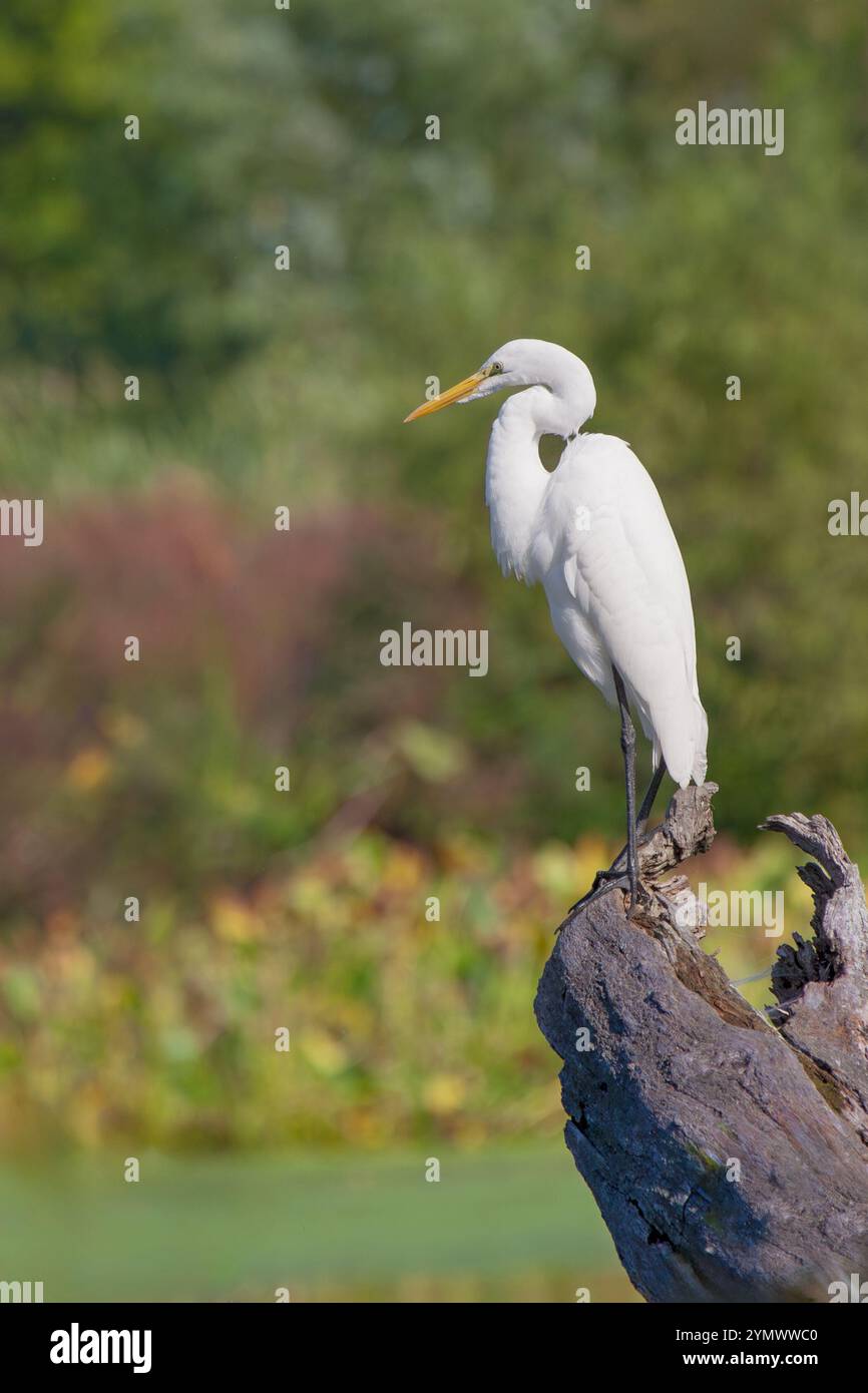 Une grande aigrette blanche surplombe une baie colorée en automne tout en se tenant debout sur une souche d'arbre tombée. Banque D'Images