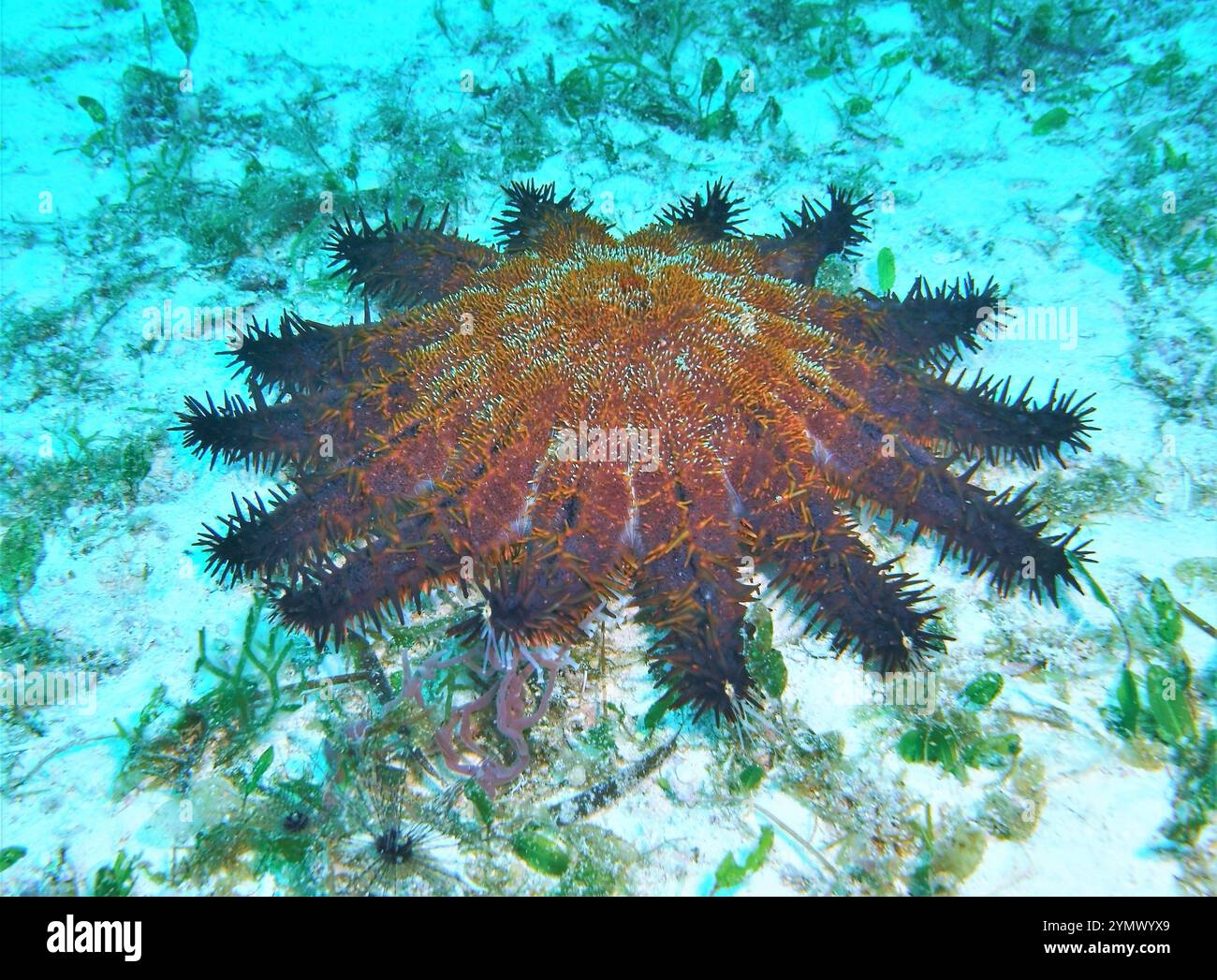 Échinodermes, exploration en haute mer 2025.un échinoderme est tout animal du phylum Echinodermata, qui comprend les étoiles de mer, les étoiles cassantes, les oursins Banque D'Images