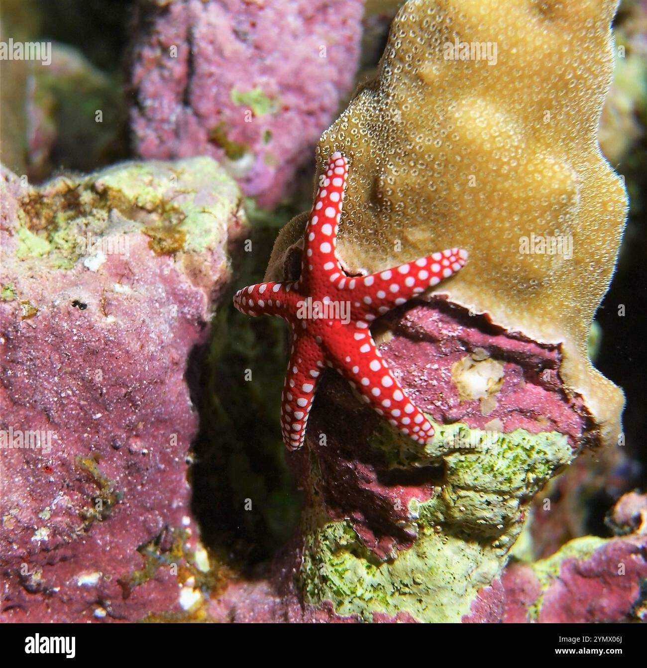 Échinodermes, exploration en haute mer 2025.un échinoderme est tout animal du phylum Echinodermata, qui comprend les étoiles de mer, les étoiles cassantes, les oursins Banque D'Images