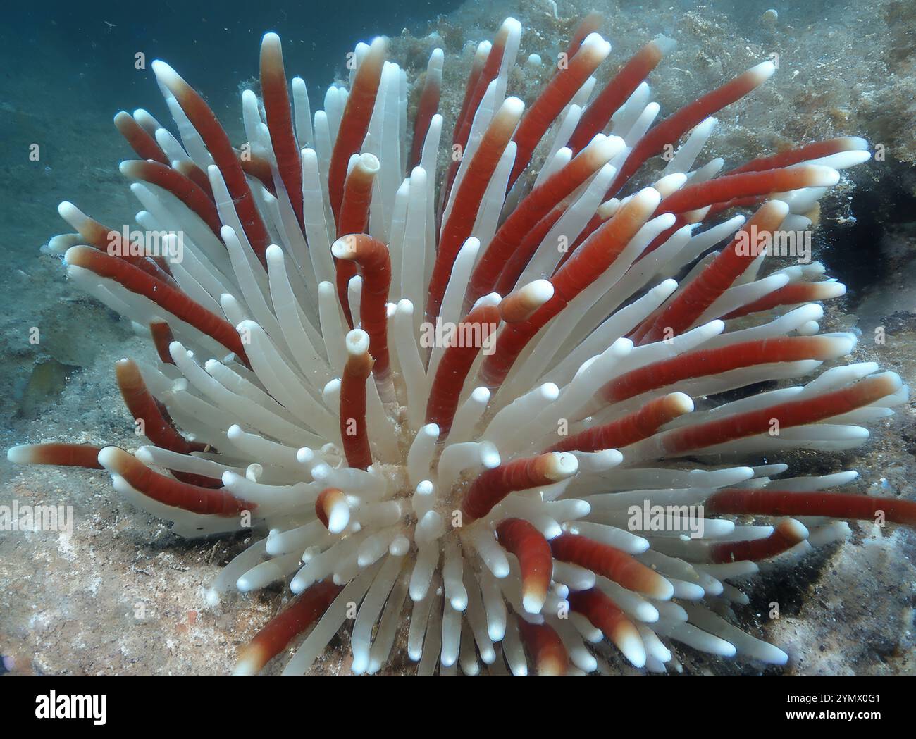 Vers géants Riftia pachyptila Siboglinidae dans l'évent hydrothermal exploration en mer profonde 2025. Riftia pachyptila, connu sous le nom de ver géant tube Banque D'Images