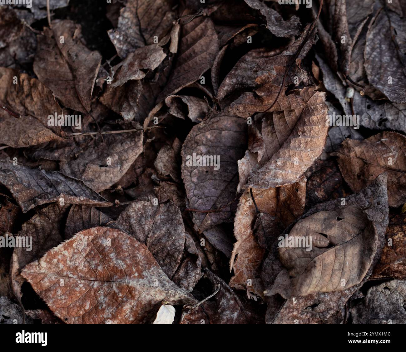 Feuilles à différents stades de décomposition, offrant un aperçu du cycle naturel de la vie Banque D'Images