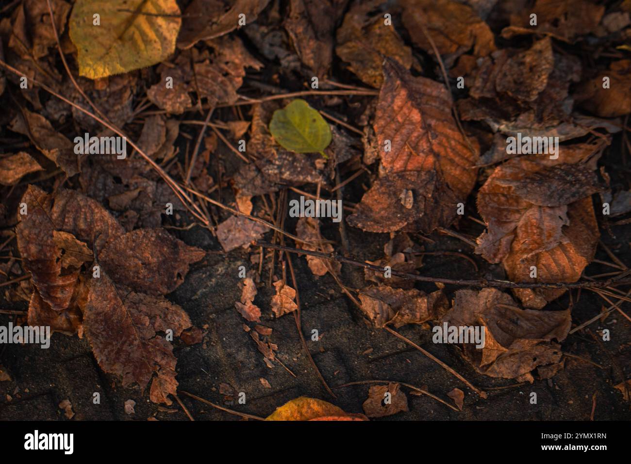 Feuilles à différents stades de décomposition, offrant un aperçu du cycle naturel de la vie Banque D'Images
