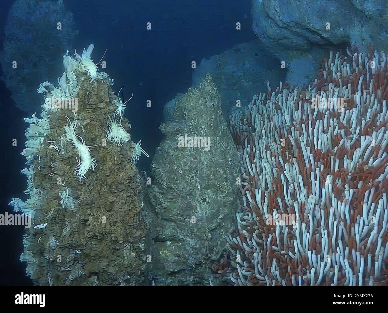 Vers géants Riftia pachyptila Siboglinidae dans l'évent hydrothermal exploration en mer profonde 2025. Riftia pachyptila, connu sous le nom de ver géant tube Banque D'Images