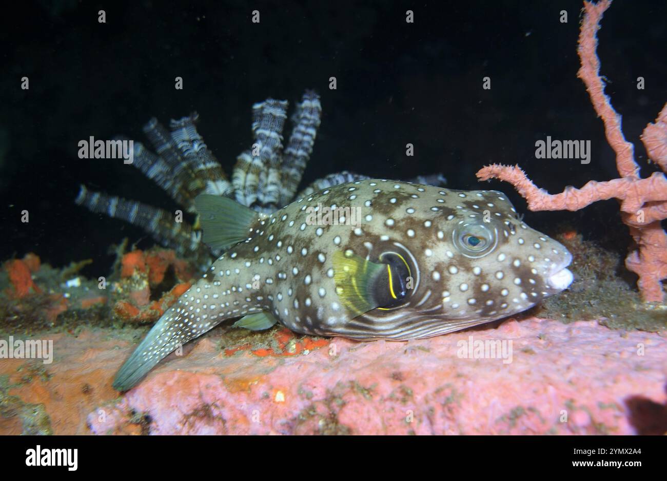 Poissons-poules, Tetraodontidae exploration en haute mer 2025 Banque D'Images