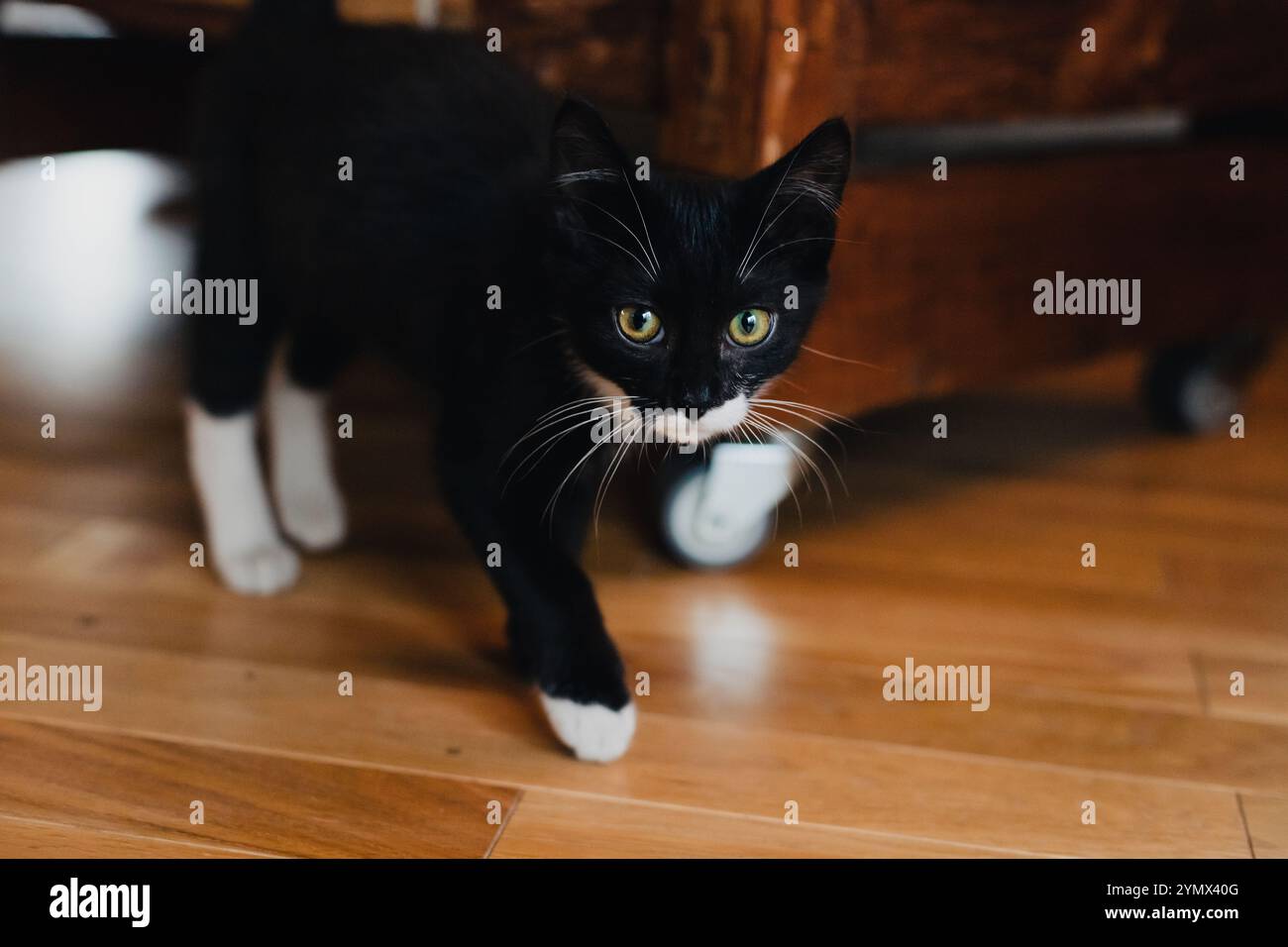 chaton noir avec pattes blanches se tient sur un parquet en bois à côté d'une table en bois et regarde dans l'appareil photo. Banque D'Images
