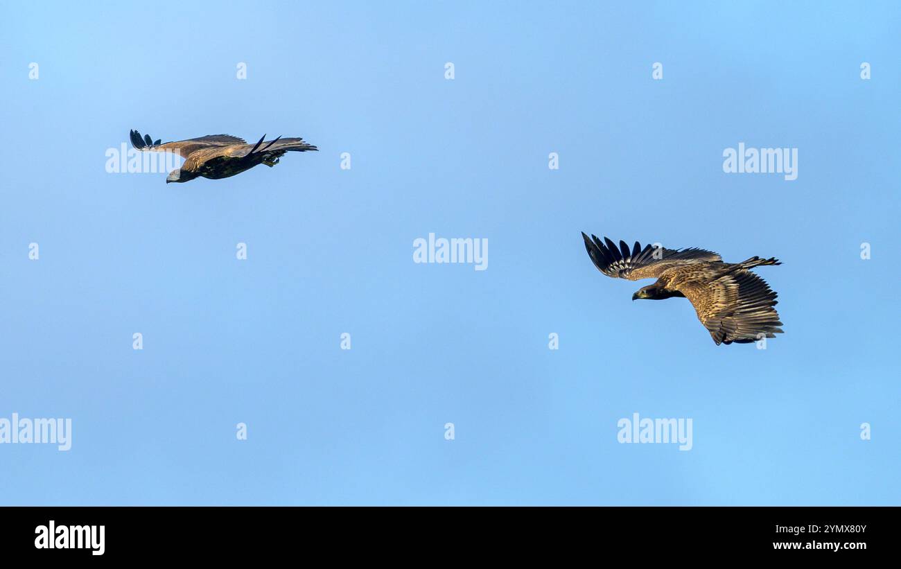 Aigles de mer à queue blanche (Haliaeetus albicilla) volant haut dans les airs. Photo de Vittskövle, dans le sud de la Suède, en novembre. Banque D'Images