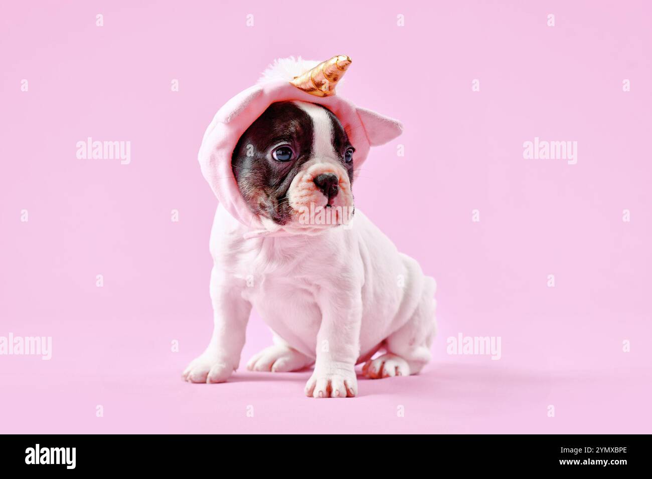 Chiot chien bouledogue français mignon avec chapeau de licorne mignon avec corne dorée sur fond rose Banque D'Images
