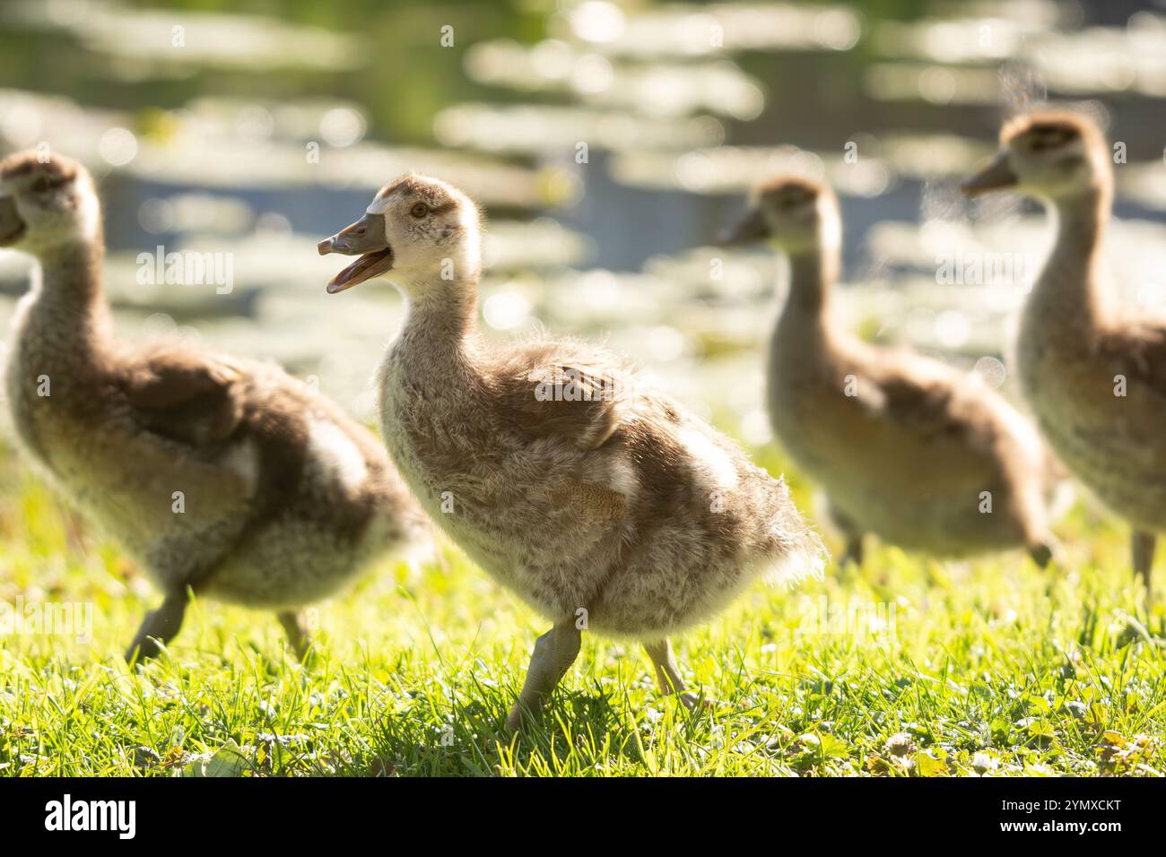 Quatre bébés geeslings heureux (canetons d'oie) au soleil dans l'herbe devant un étang Banque D'Images