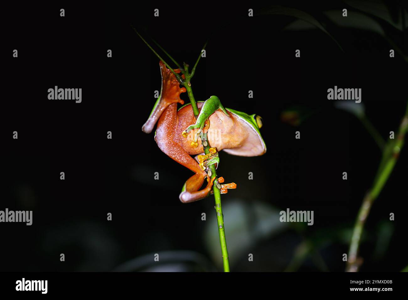 Grenouille orangée (Zhangixalus aurantiventris) avec un dos lisse vert foncé et un ventre rouge orangé perché sur une branche. New Taipei City, Banque D'Images