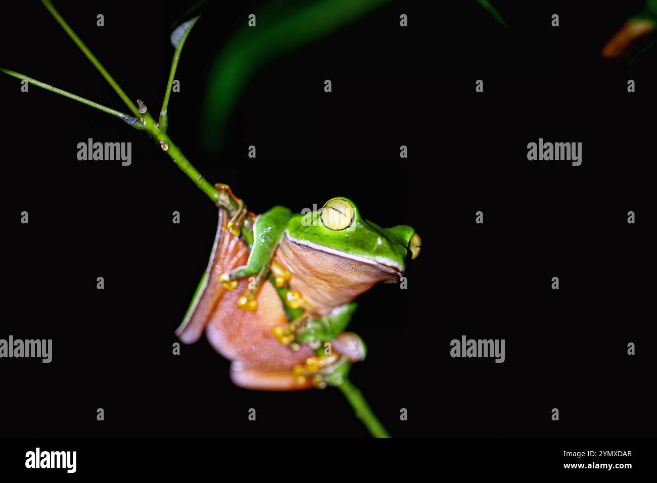 Grenouille orangée (Zhangixalus aurantiventris) avec un dos lisse vert foncé et un ventre rouge orangé perché sur une branche. New Taipei City, Banque D'Images