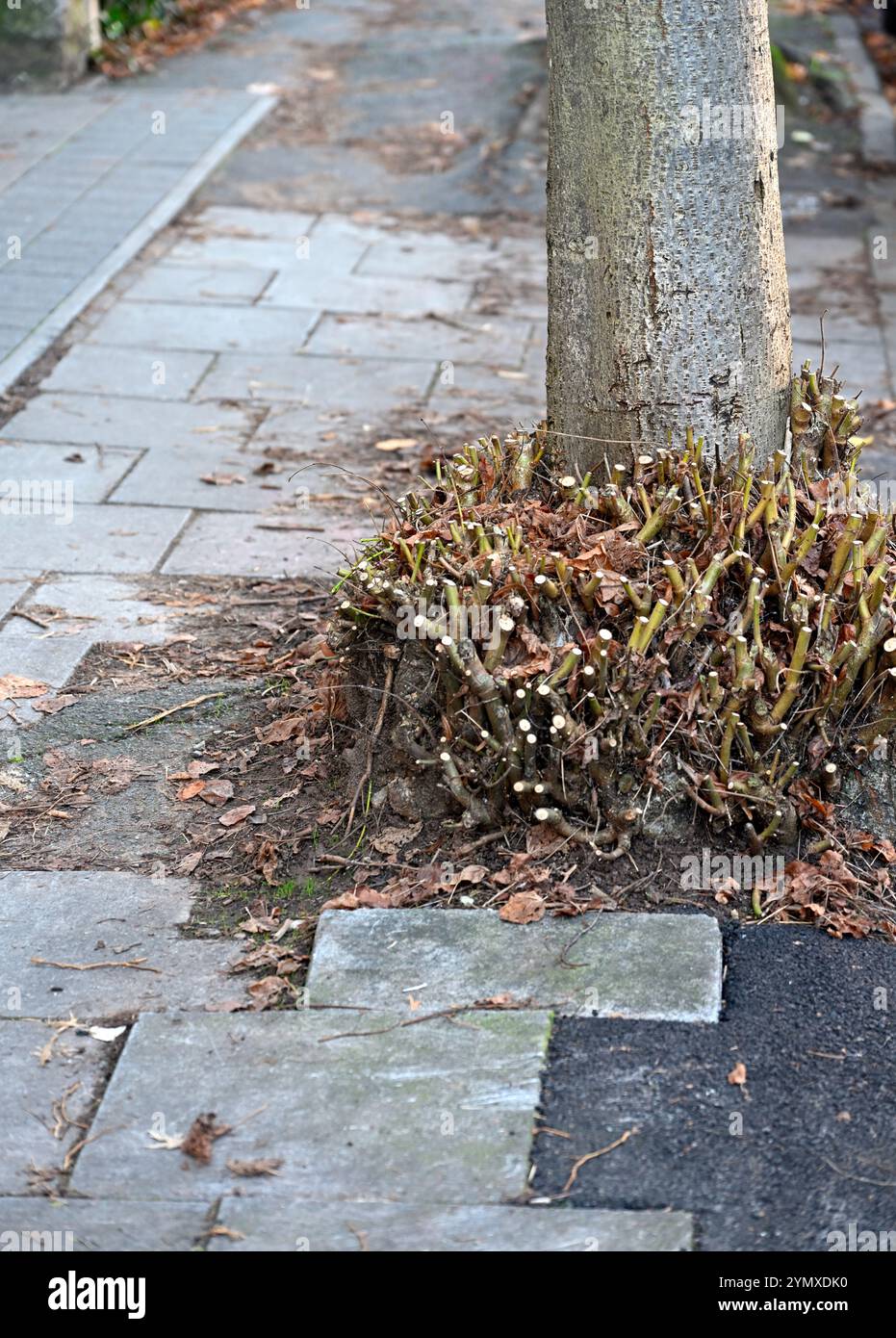 Arbre poussant dans la chaussée avec la bonne pratique des ventouses autour de la base du tronc d'arbre coupé Banque D'Images
