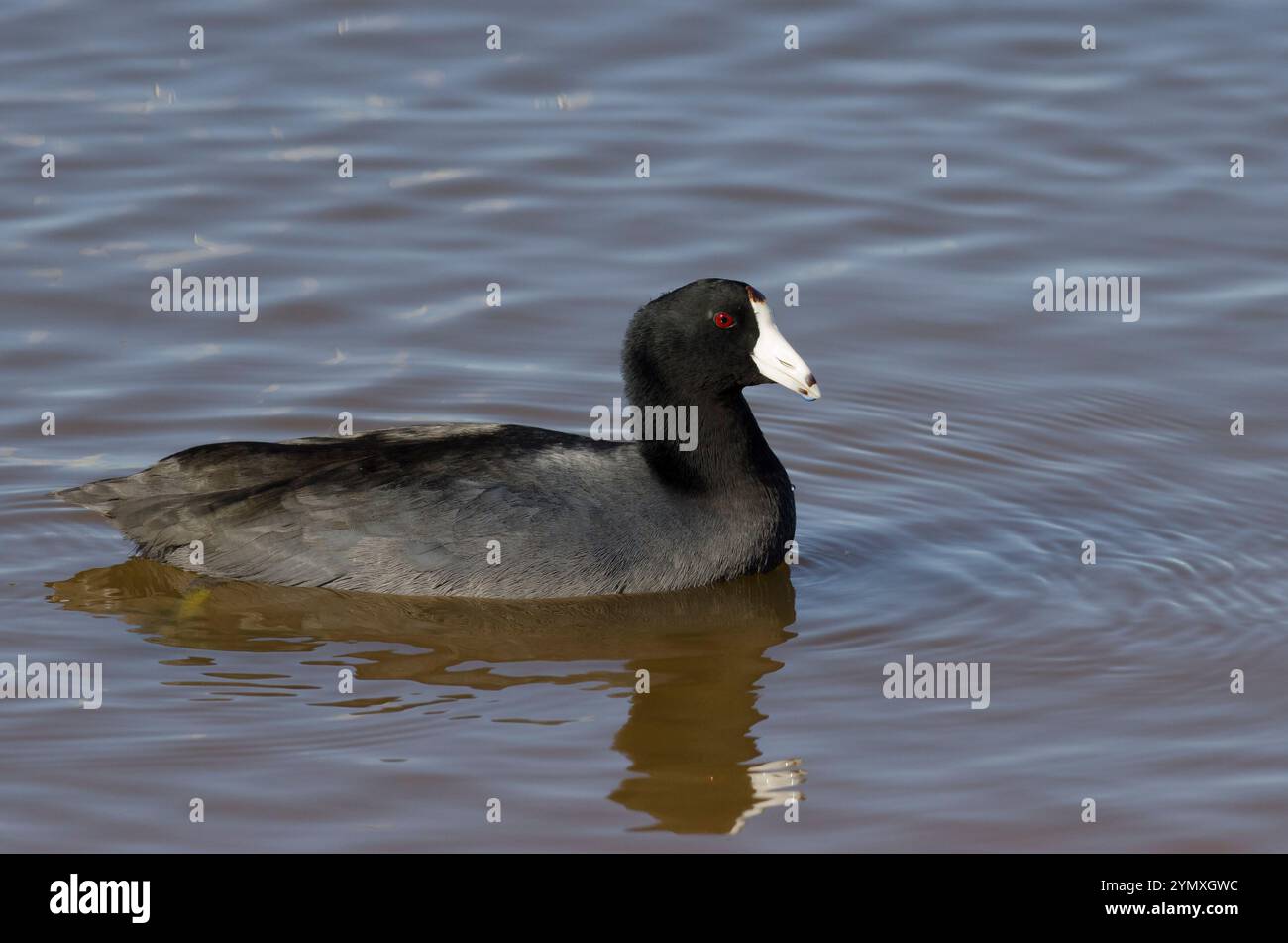 La Foulque d'Amérique Fulica americana, Banque D'Images