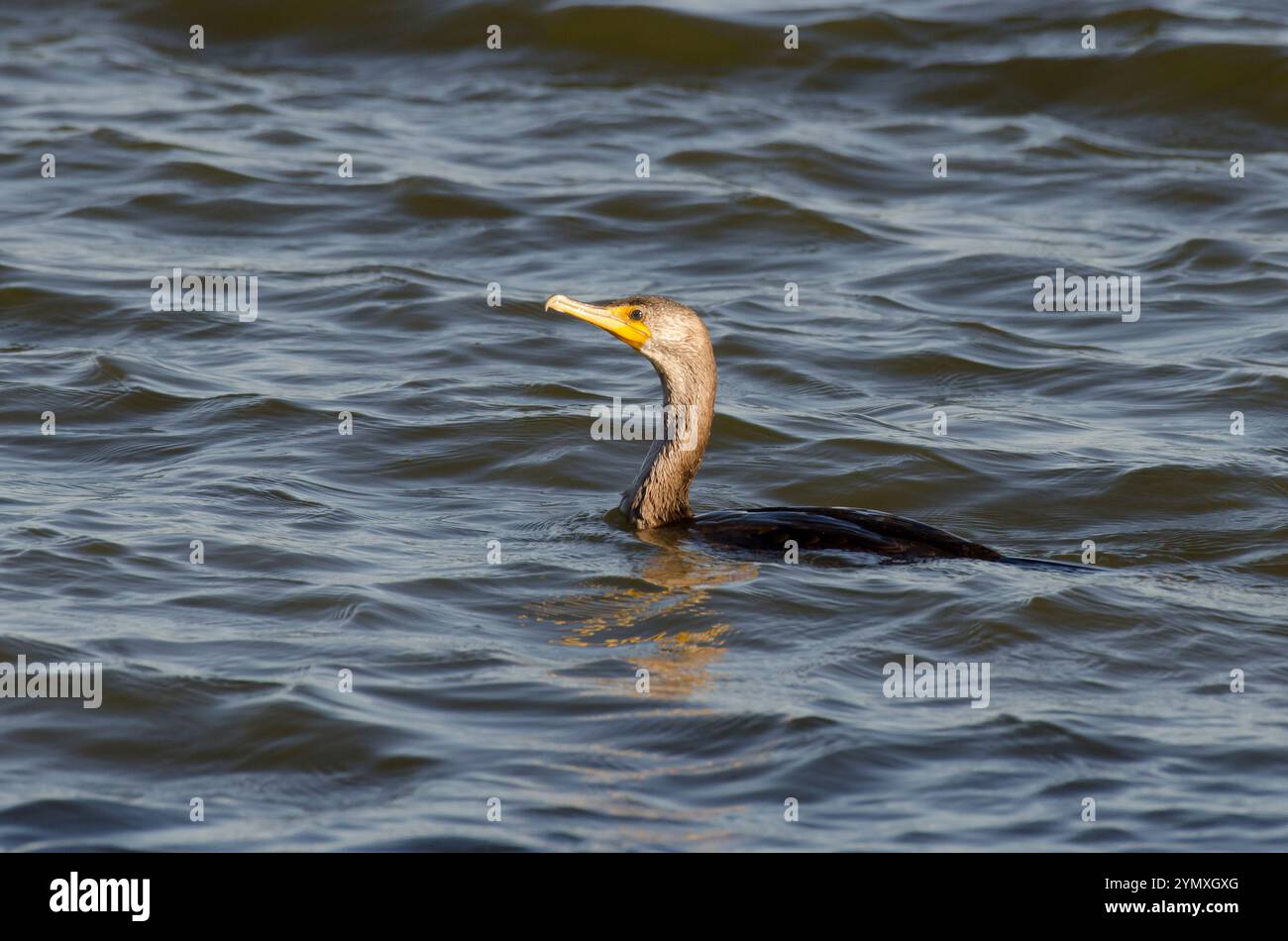 Double-crested Cormorant Phalacrocorax auritus Banque D'Images