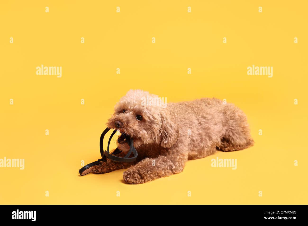 Marcher avec le chien. Mignon Maltipoo avec laisse sur fond orange Banque D'Images