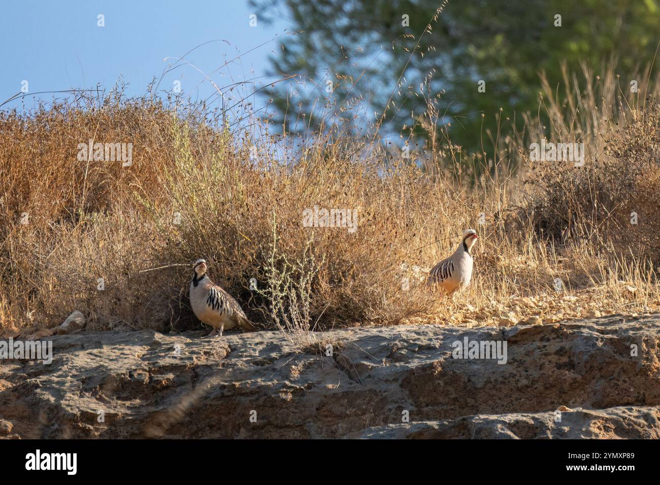 Une paire de perdrix sur un rocher dans un champ de jachère sec dans les montagnes de Judée, Israël. Banque D'Images