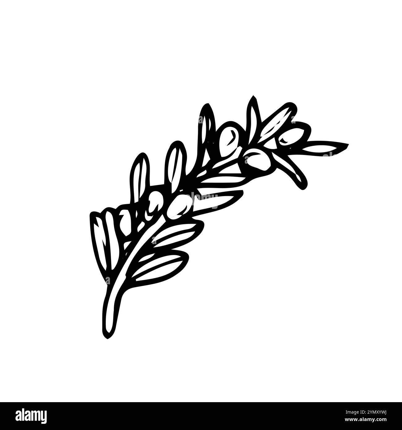 Branche d'olive à dessin à la main. Bâton d'oliva dessiné à la main. Croquis d'olives décoratives. Contour de feuilles d'herbes. Illustration de Vecteur