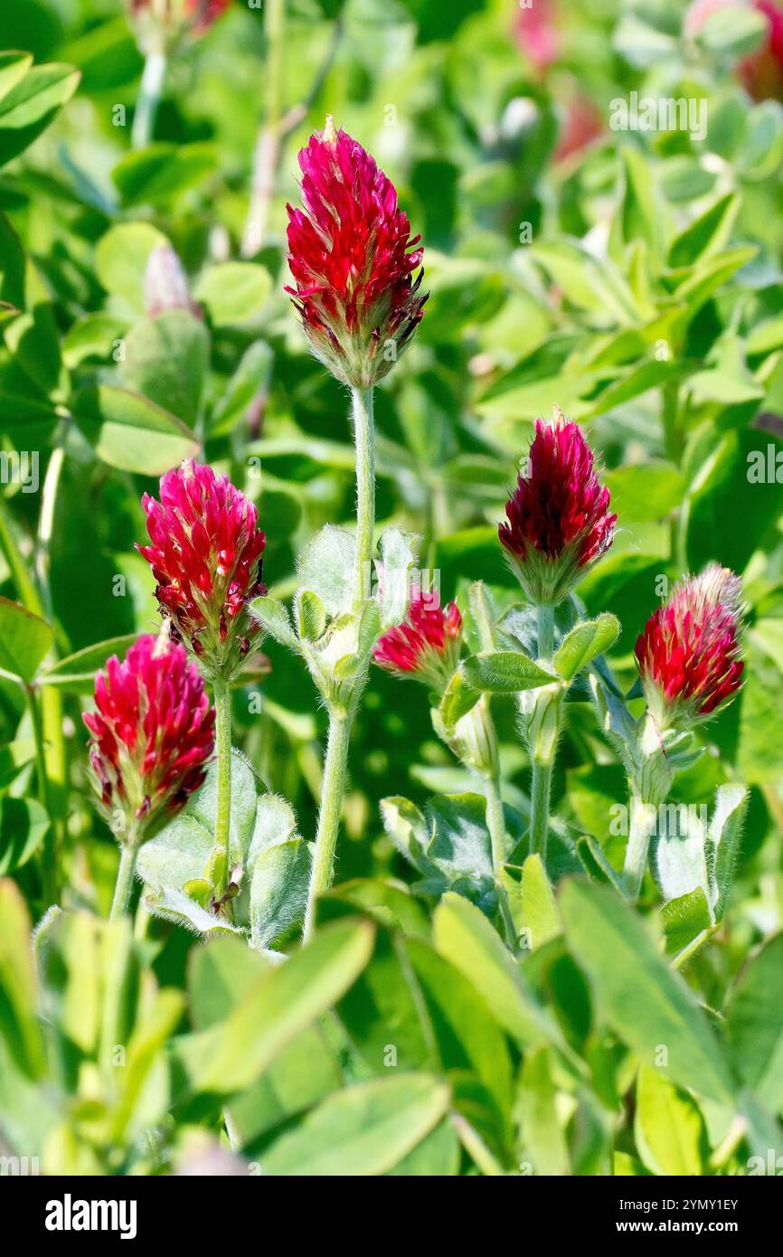 Trèfle cramoisi (trifolium incarnatum), gros plan des fleurs rouge vif de la plante généralement plantées dans les champs et les marges des champs comme fumier vert. Banque D'Images