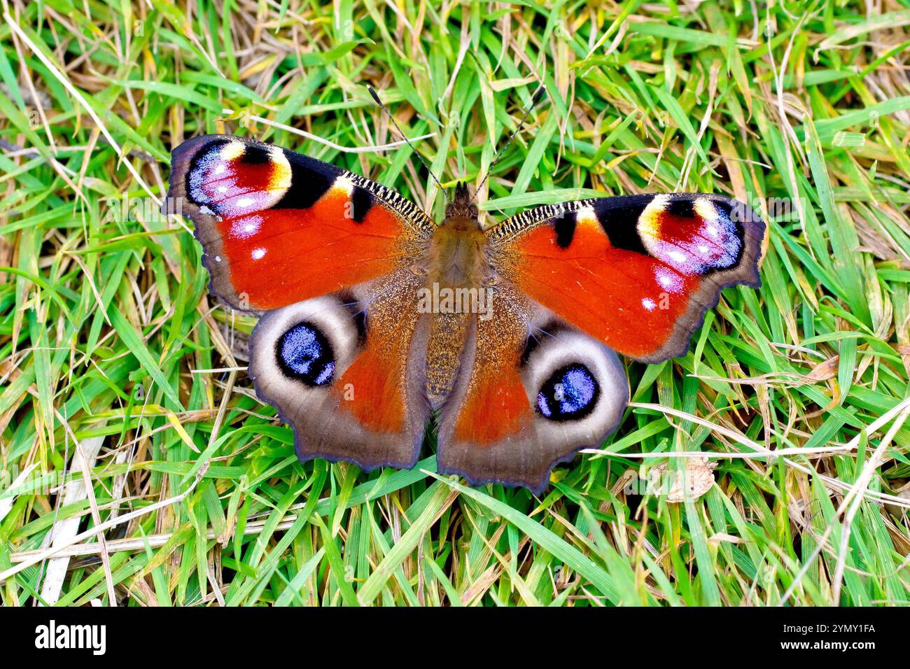 Peacock Butterfly (aglais io), gros plan d'un magnifique spécimen de ce papillon reposant sur l'herbe. Banque D'Images